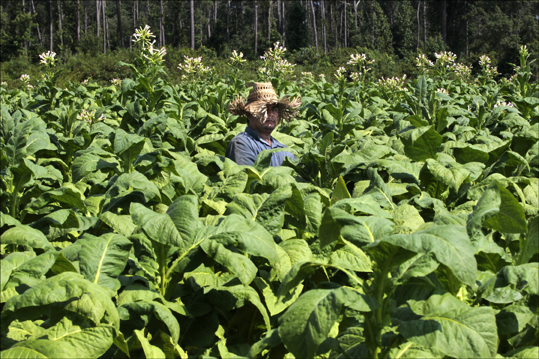  A tobacco worker, who came to the United States on an agricultural guest worker program VISA, pauses as he suckers and tops tobacco plants near Dudley, N.C. The Farm Labor Organizing Committee, AFL-CIO (FLOC) is encouraging local farmers to use the 