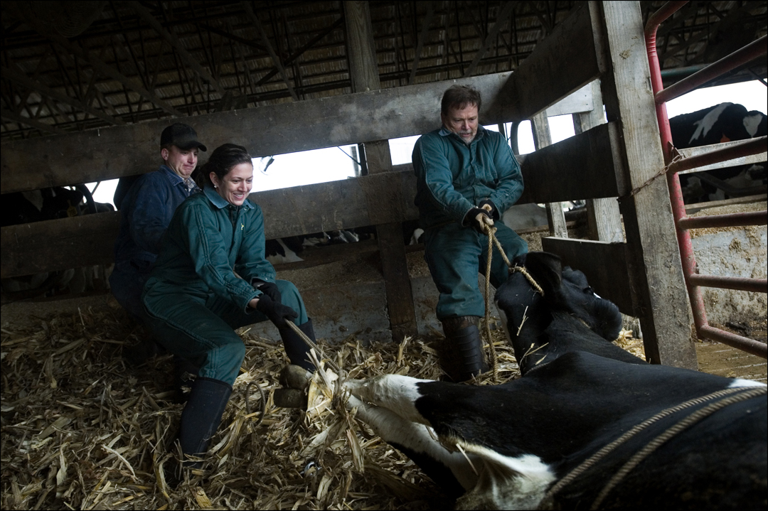  Bruce Burkett, right, and Alyssa Wilson, a veterinarian technician, pull a sick cow into position for surgery. "I figured I'd be a large animal vet all my life," said Bruce, one of two veterinarians at Somerset Animal Hospital. "It was a profession 