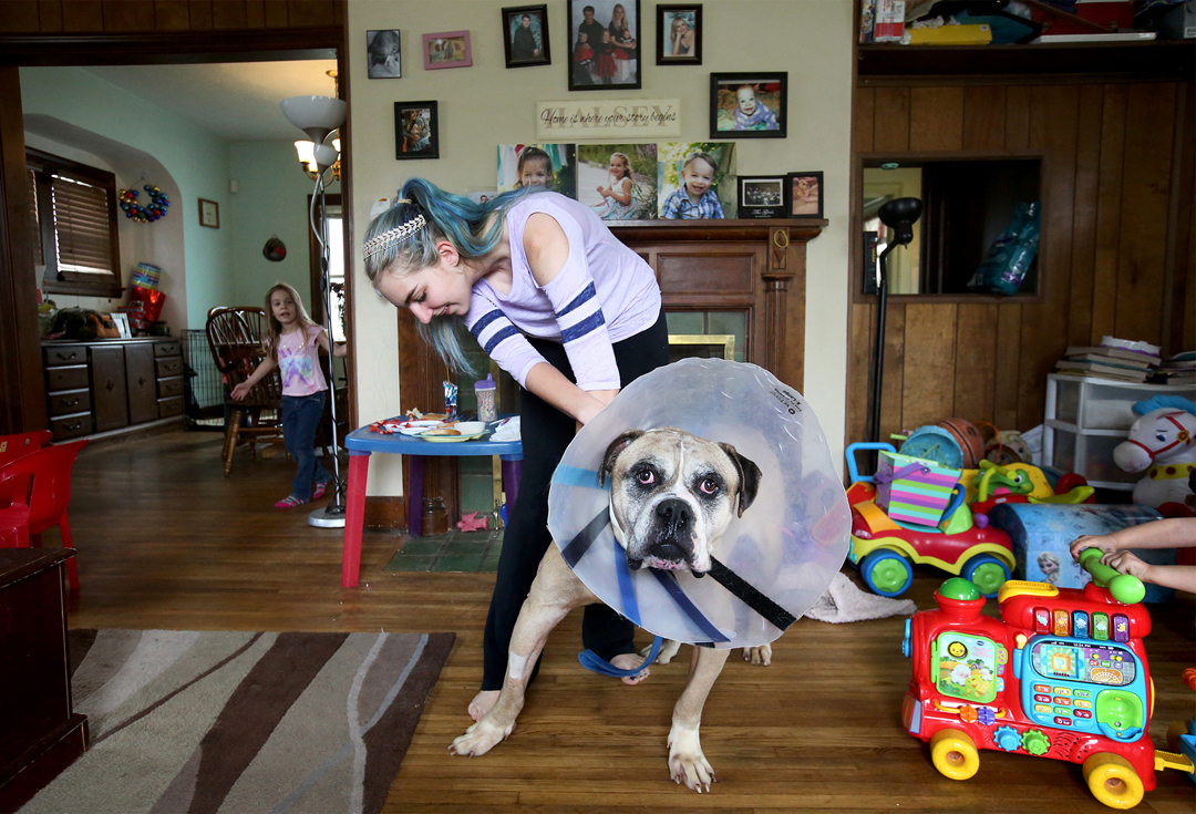  Melody Halsey checks the surgery staples on her foster dog Mekos, a seven-year-old male Bulldog mix, at her home in Toledo. Mekos came to the Halsey family through Planned Pethood with heart worm and needing surgery for a swallowed poker chip. Like 