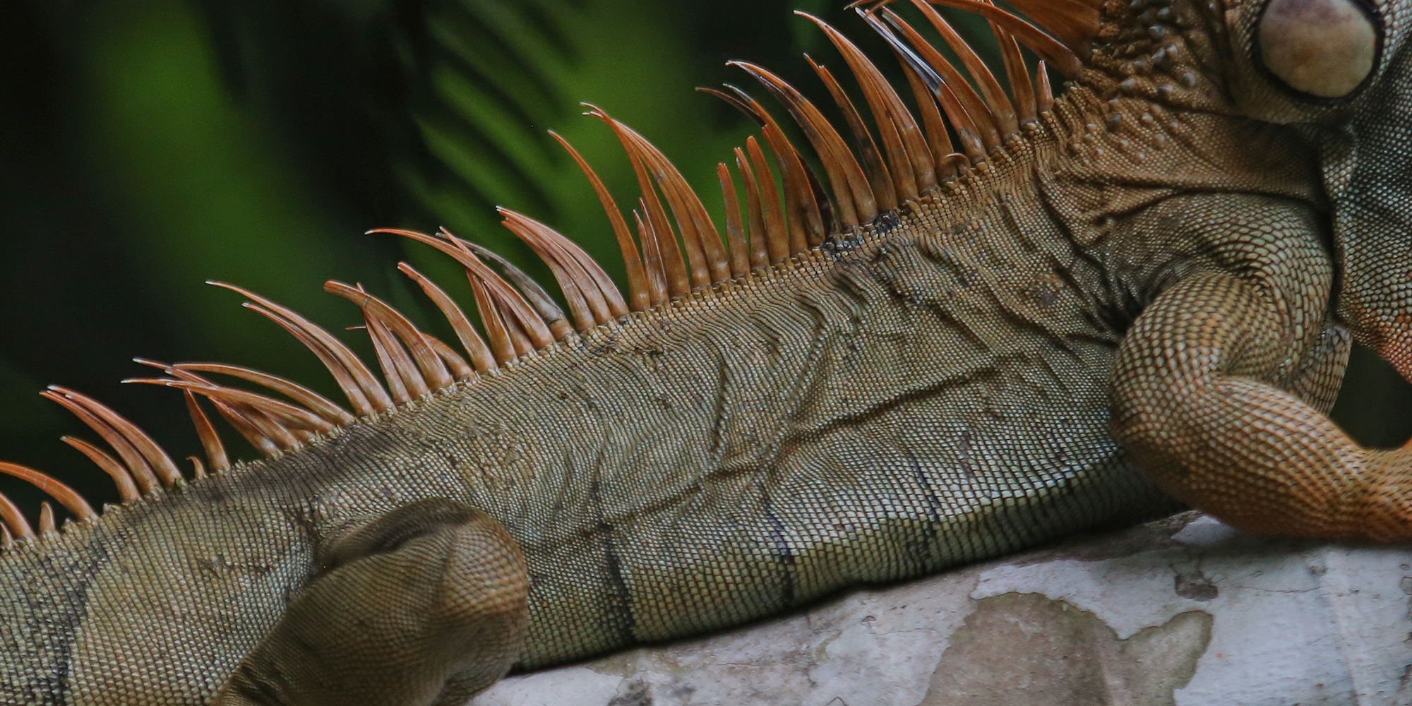 DISCOVER COSTA RICA