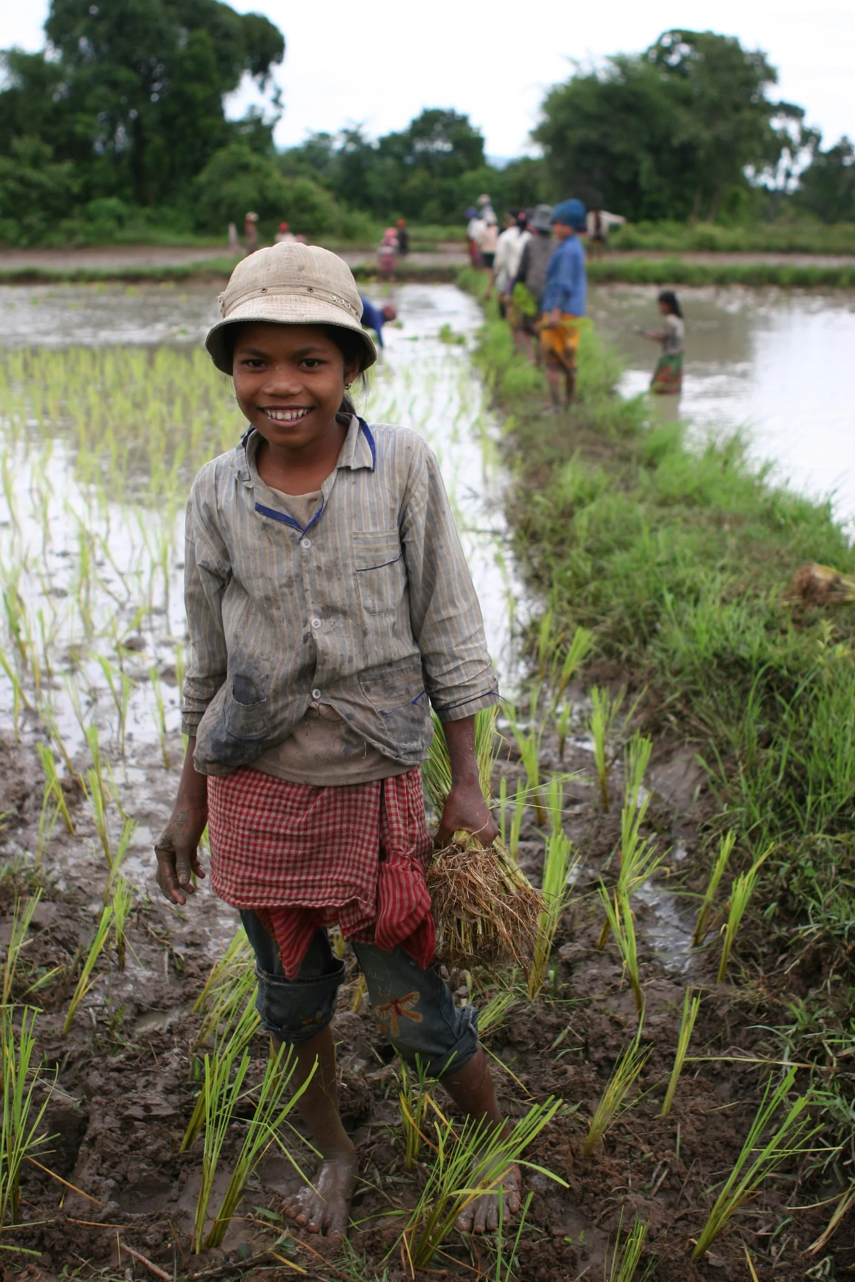 Rice Planting Cambodia