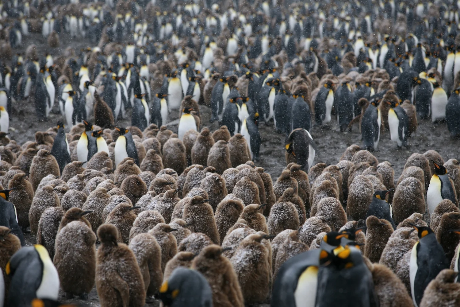 South Georgia Southern Ocean