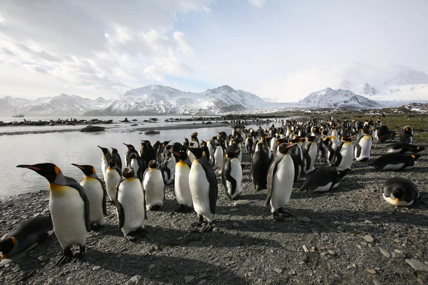 South Georgia Southern Ocean