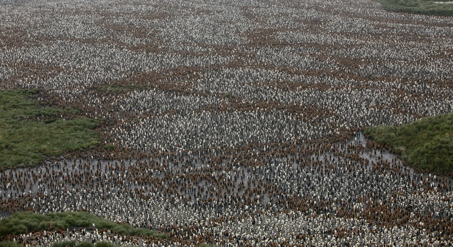 South Georgia Southern Ocean