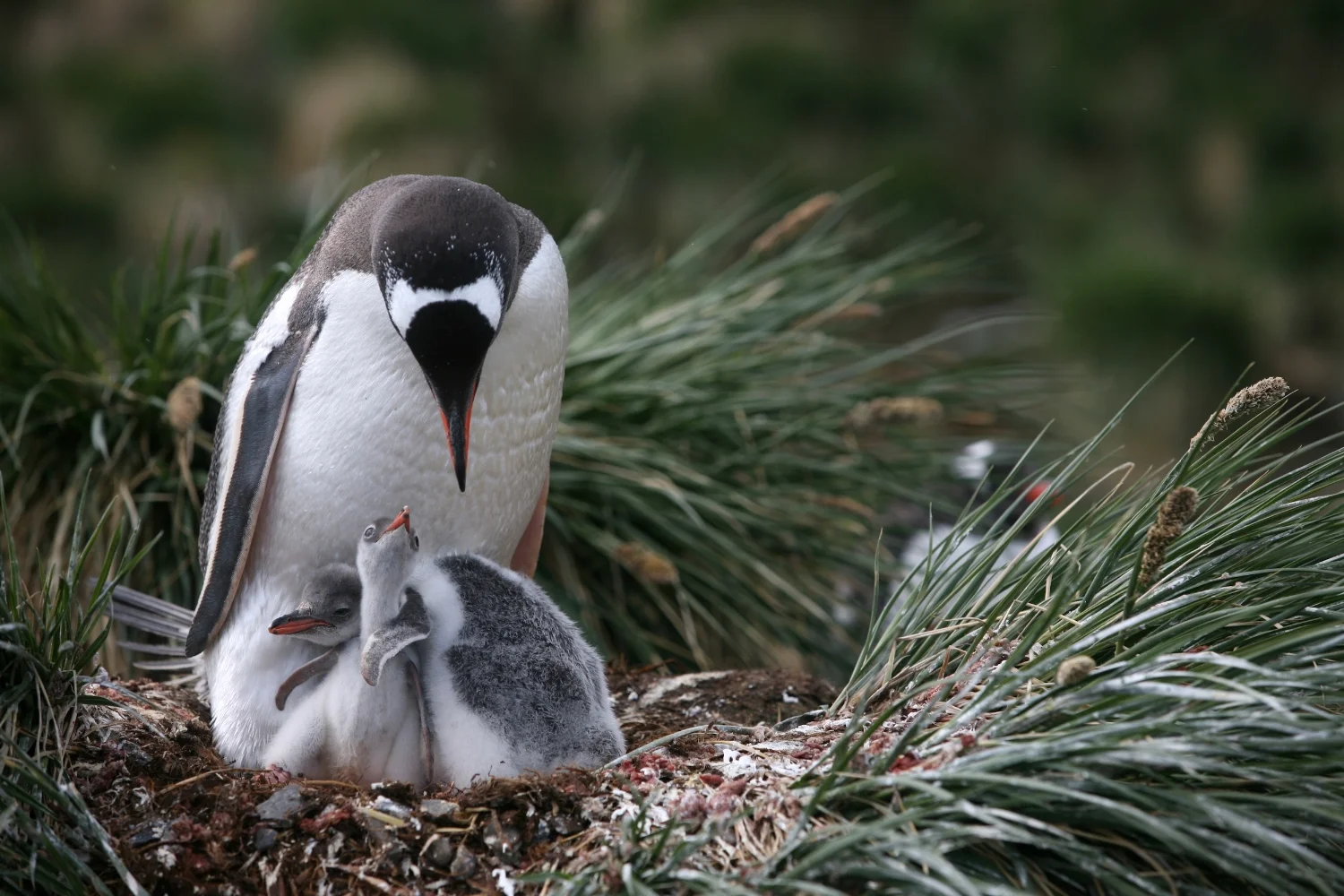 South Georgia Southern Ocean 