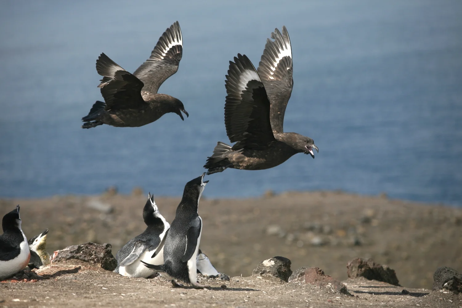 Deception Island Antarctica