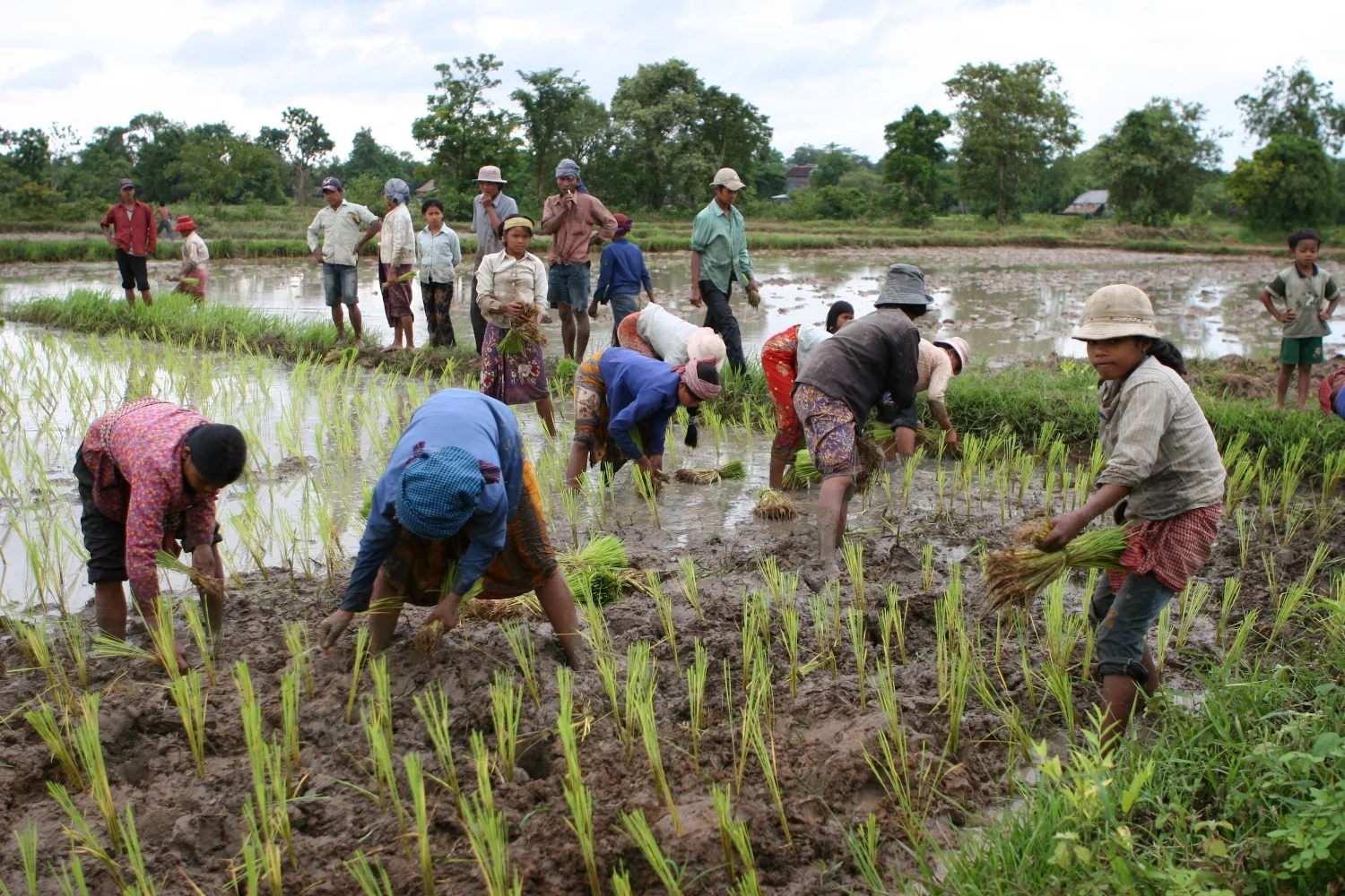 Rice Planting