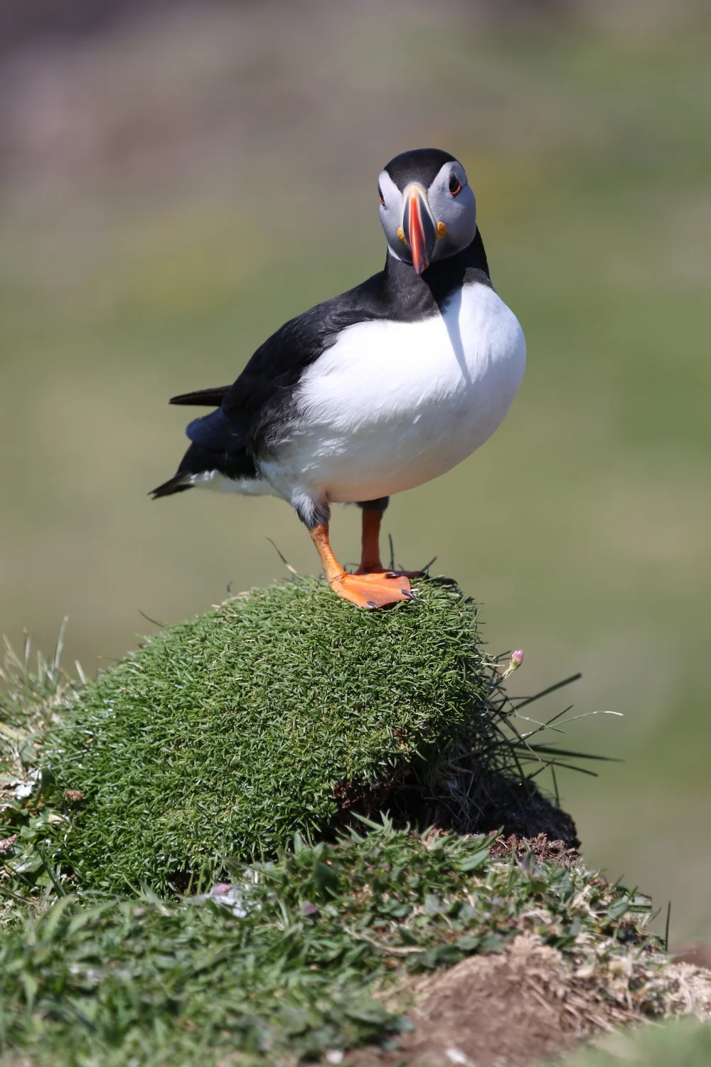 Atlantic Puffin
