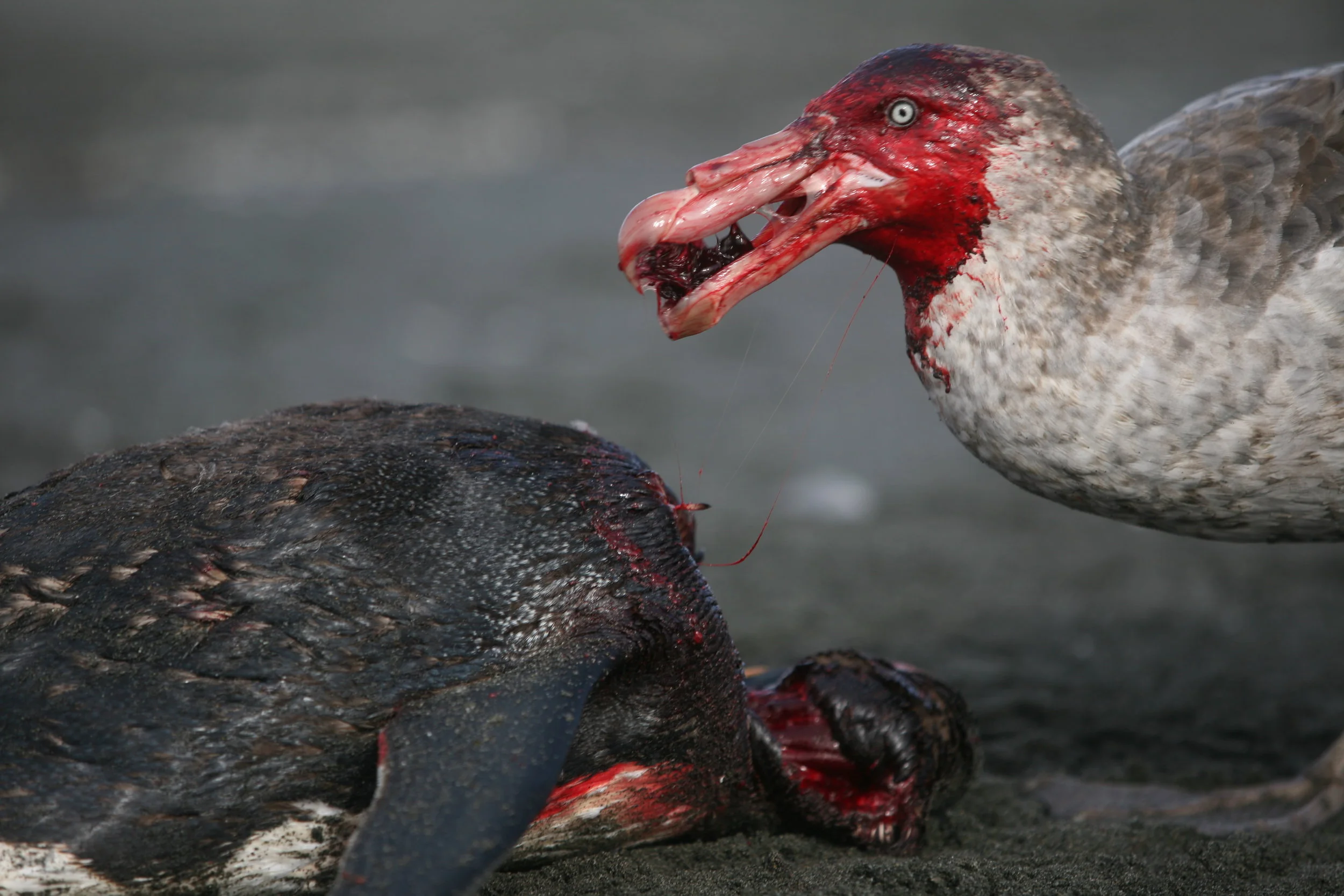 Giant Petrel