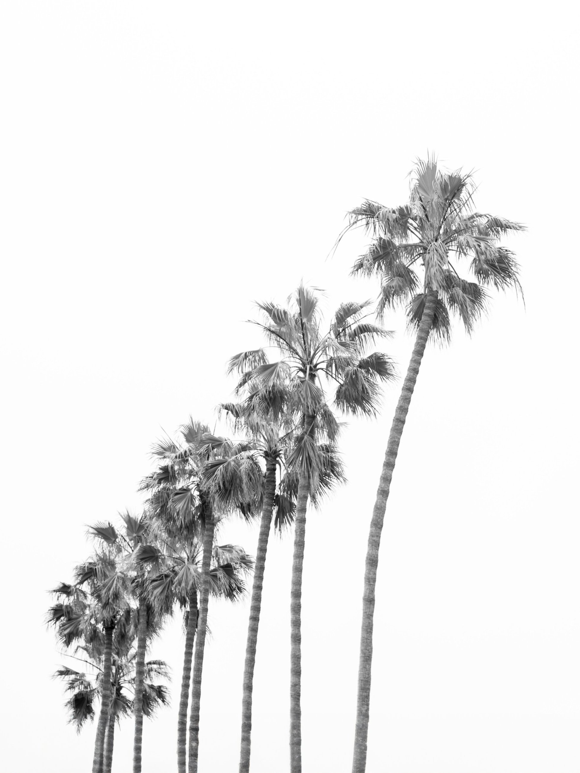 cali+palms.jpg