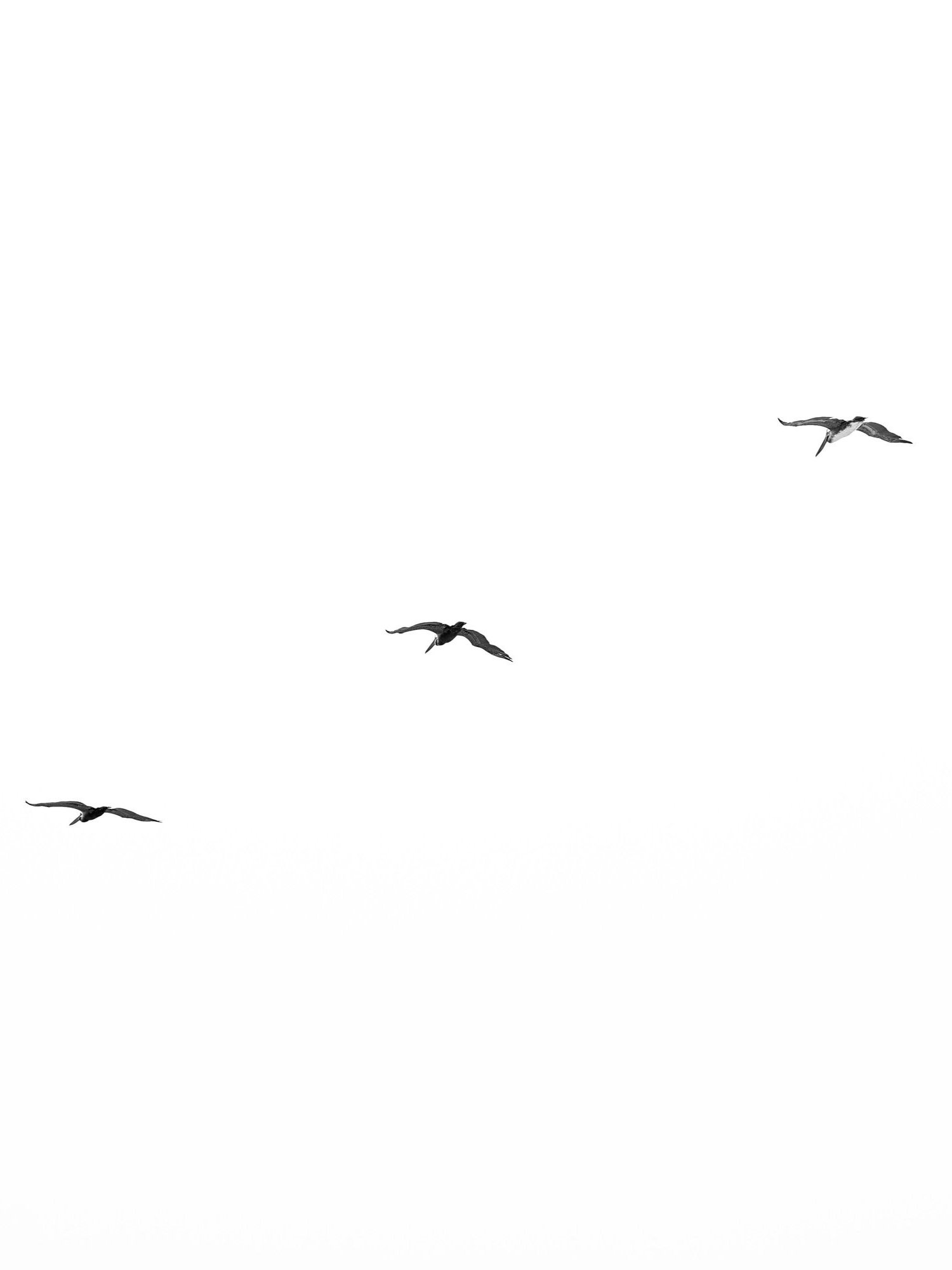 cali+birds.jpg