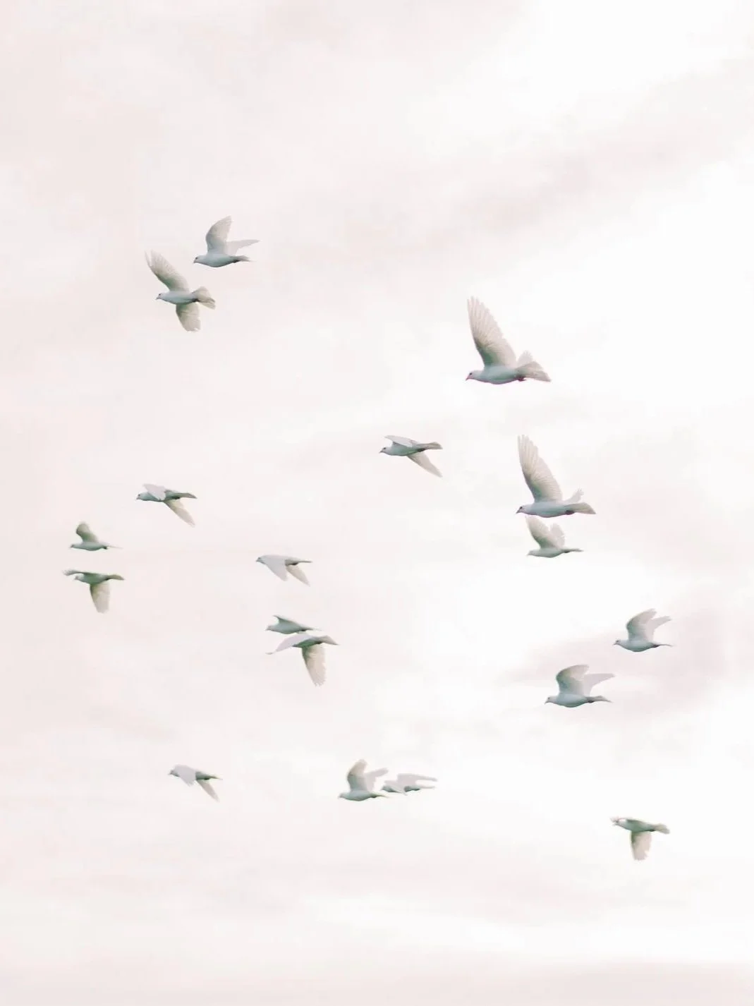 salt-air-farm-doves.jpg