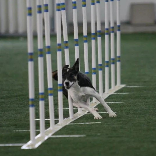 Peak Performance Canine Care, PLLC