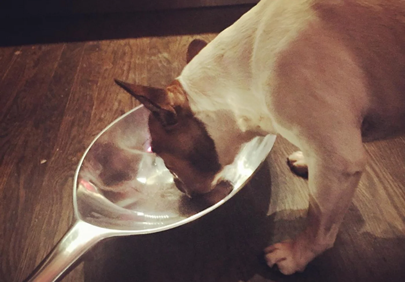 Spokespoon Sadie.jpg