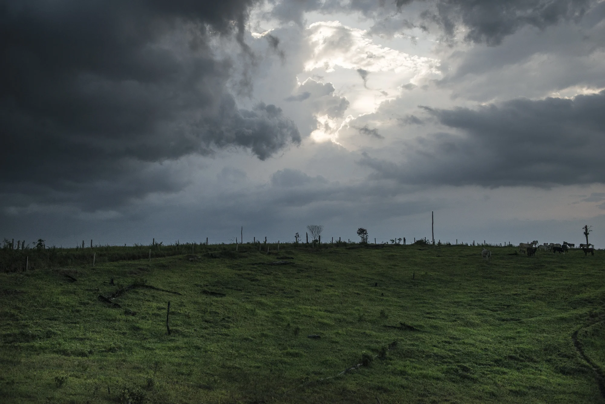 May 2015, South Caquetá. This part of Caquetá is still at the front line of the agrarian colonization of the country. There is no paved road and it’s very difficult to get out harvest. For that reason, the peasants chose to breed cattle for meat and milk instead of heavy agricultural product like cassava. For a long time, coca leaf production was their main source of income, also for the FARC-EP that collect the so-called “revolutionary tax”. But with the recent changes in the market, the peasants start to switch to other sources of income. The land recovered from the rainforest is increasingly used for breeding cattle, and the deforestation is accelerating.