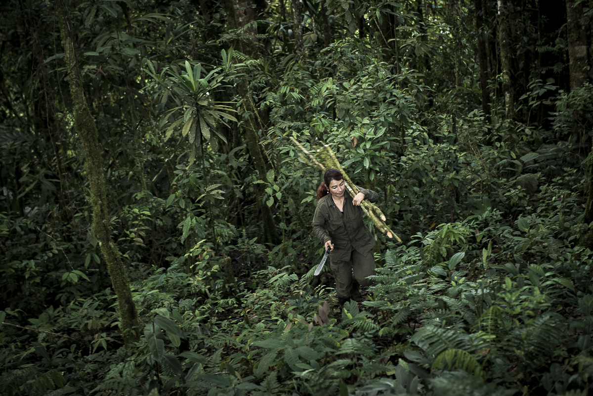 The guerrillera has just cut some little truck she will use to construct her “caleta”, the place where she will sleep. (October 18, 2015. North Caquetá)