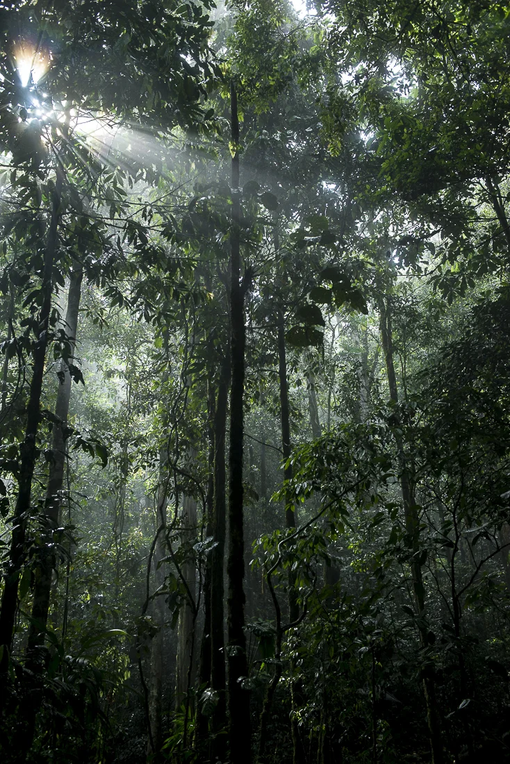 The sun appears after several rainy hours. The water starts to evaporate and transform into haze. The thick vegetation of the jungle hides the guerrillero camps. But they have to live with the moisture permanently. (October 14, 2015. North Caquetá)
