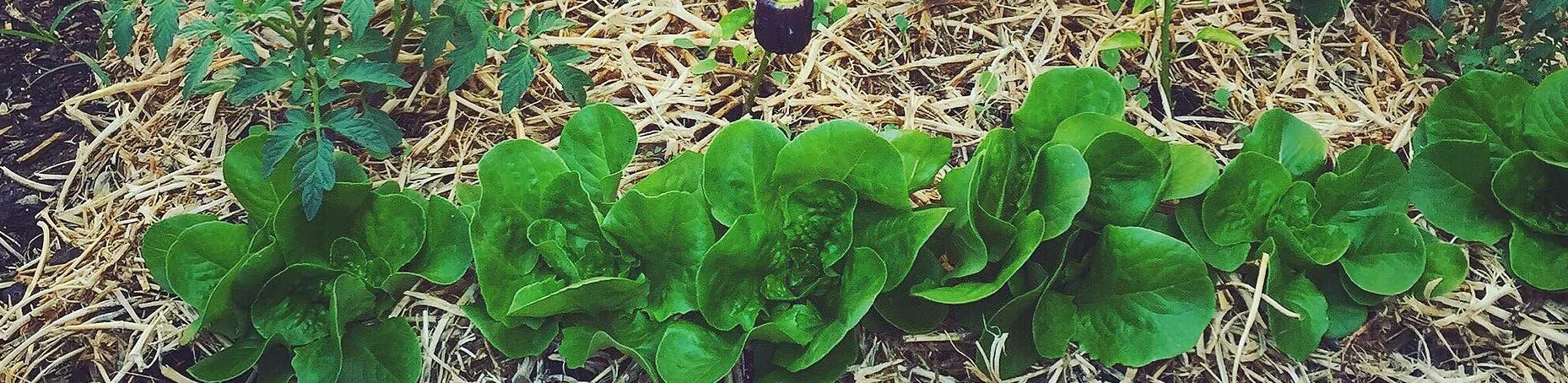 Grow veggies in your backyard by Mimicking Nature