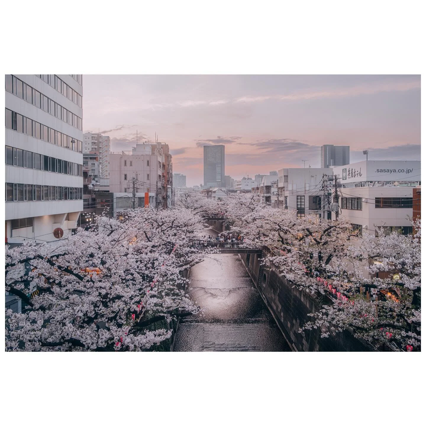 -🌸❤️&zwj;🔥🌸
桜

#sakura
#sublime
#liminality
#nonduality
#tokyo
#japan
#🇯🇵