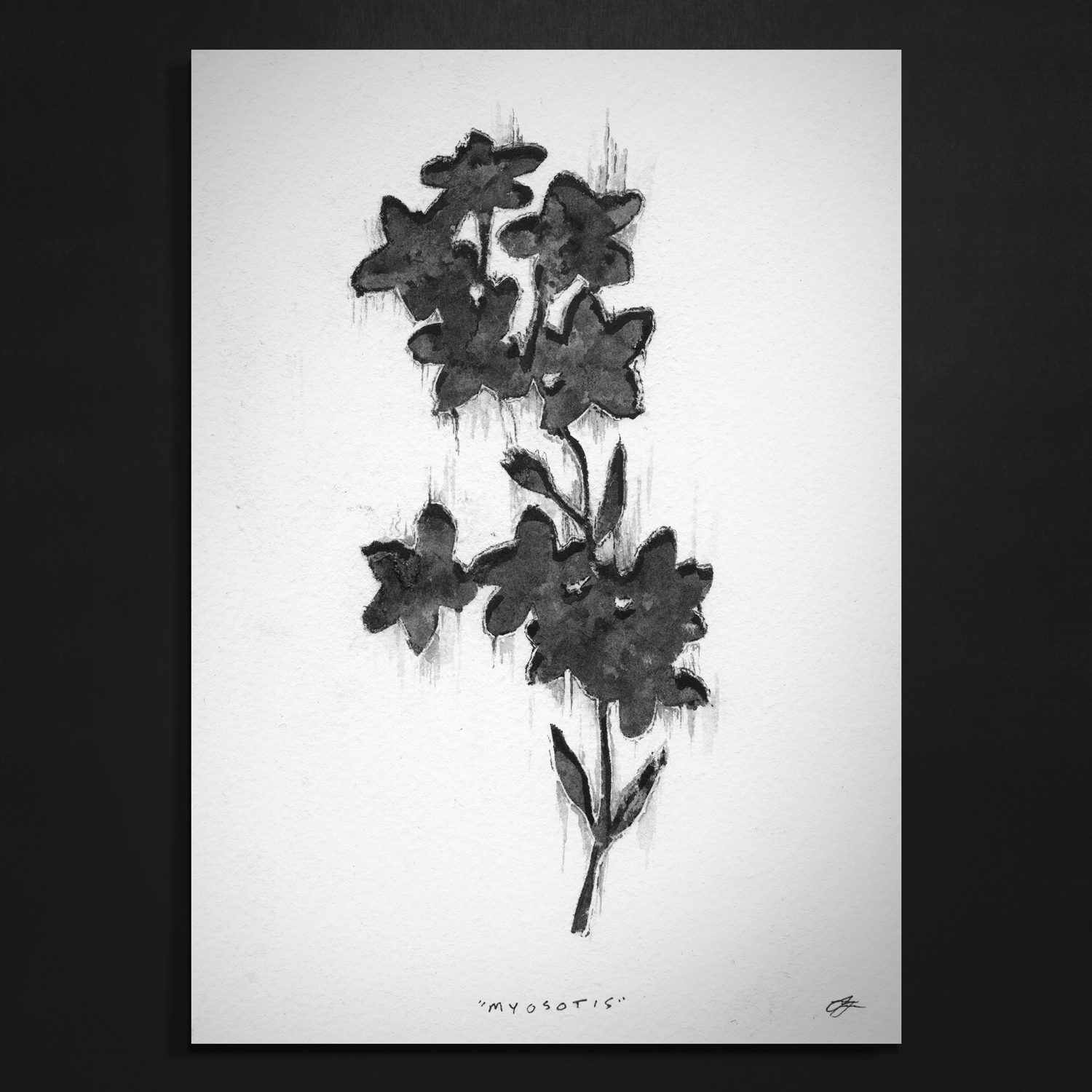 MYOSOTIS // PRINT