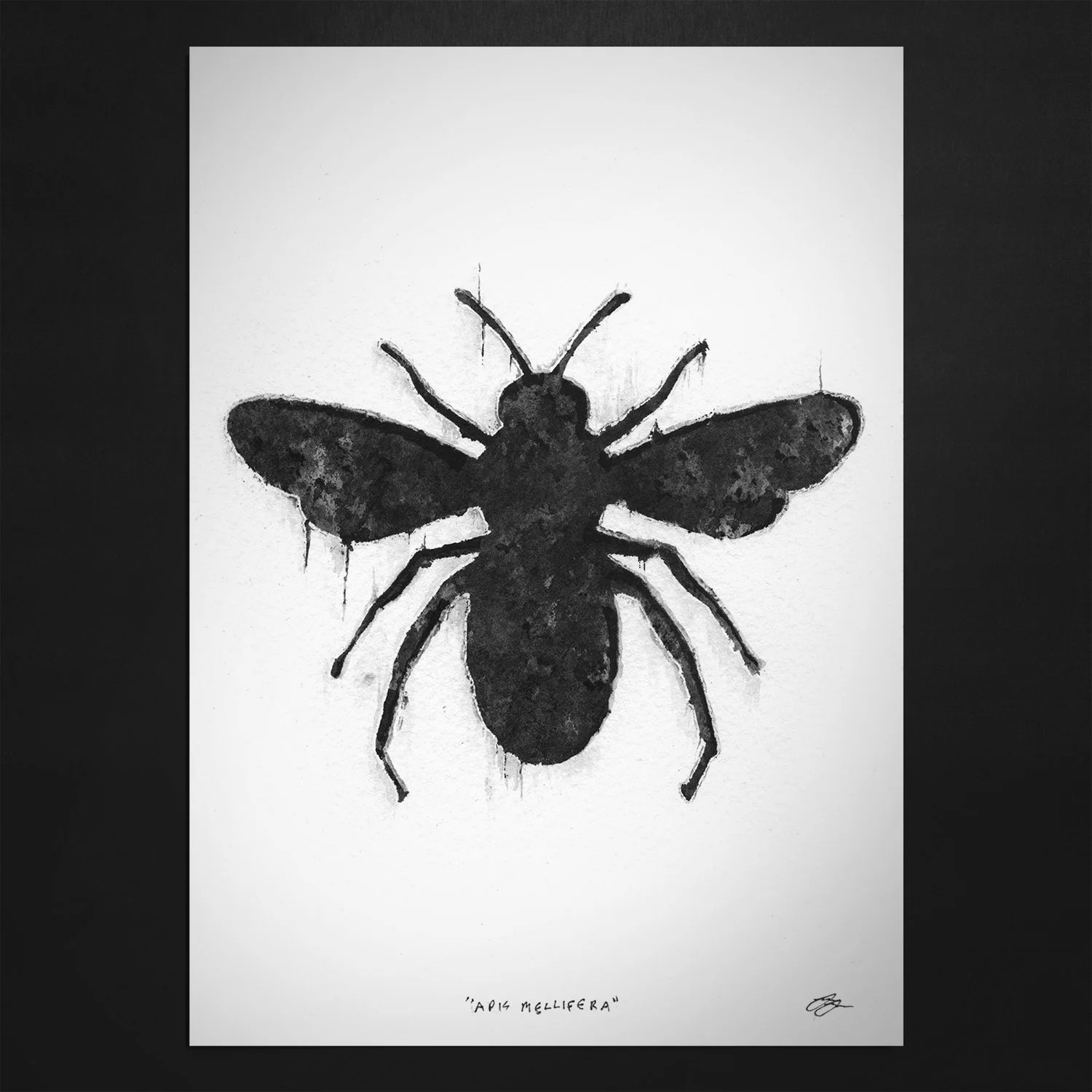 APIS MELLIFERA // PRINT