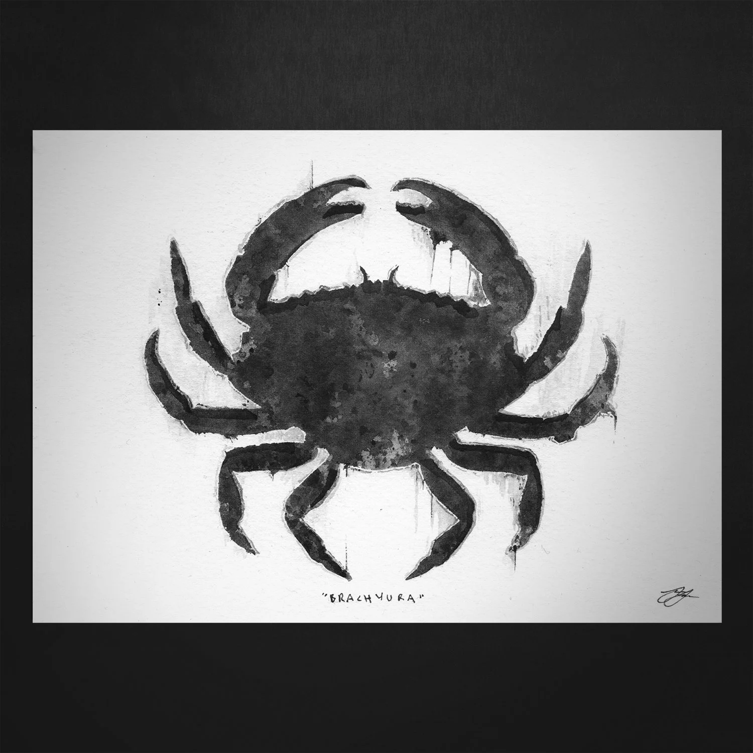 BRACHYURA // PRINT