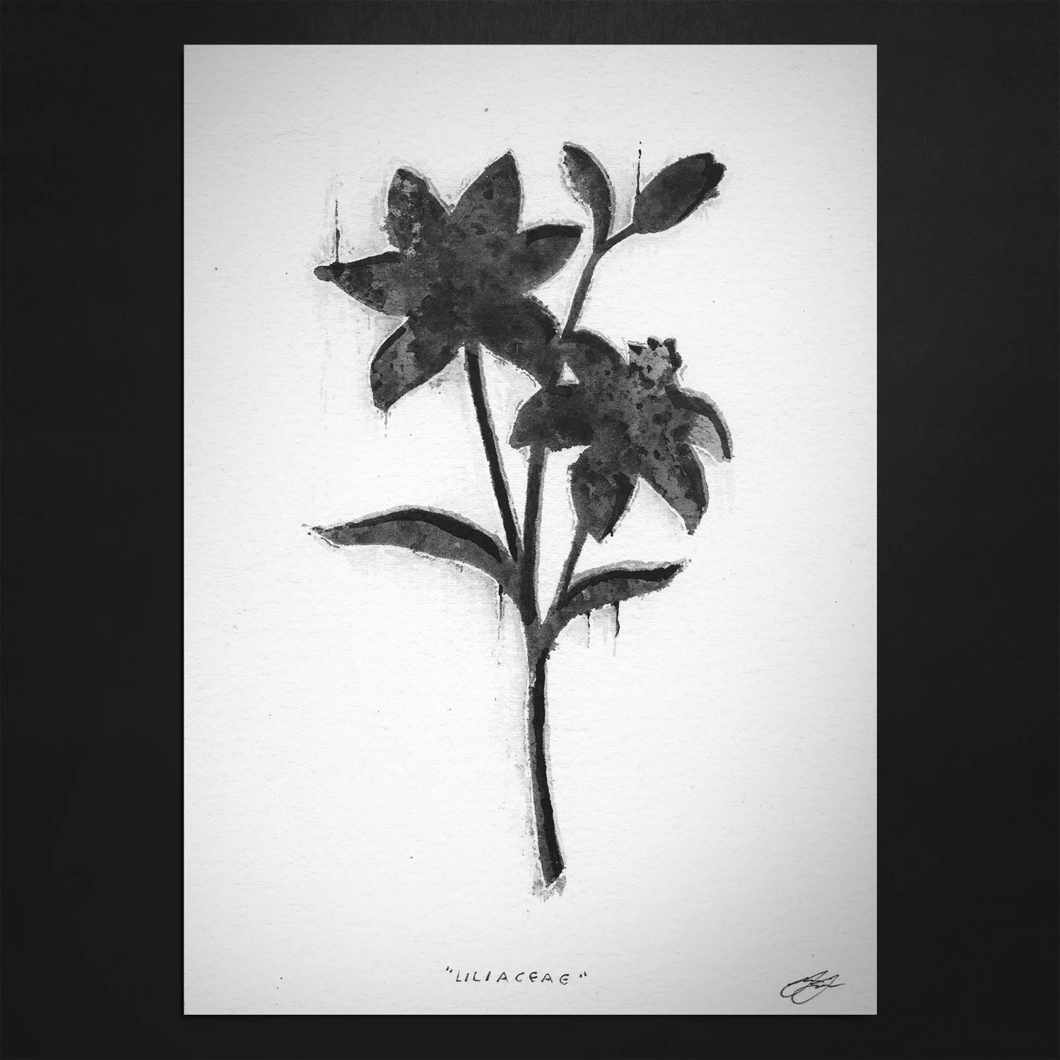 LILIACEAE // PRINT