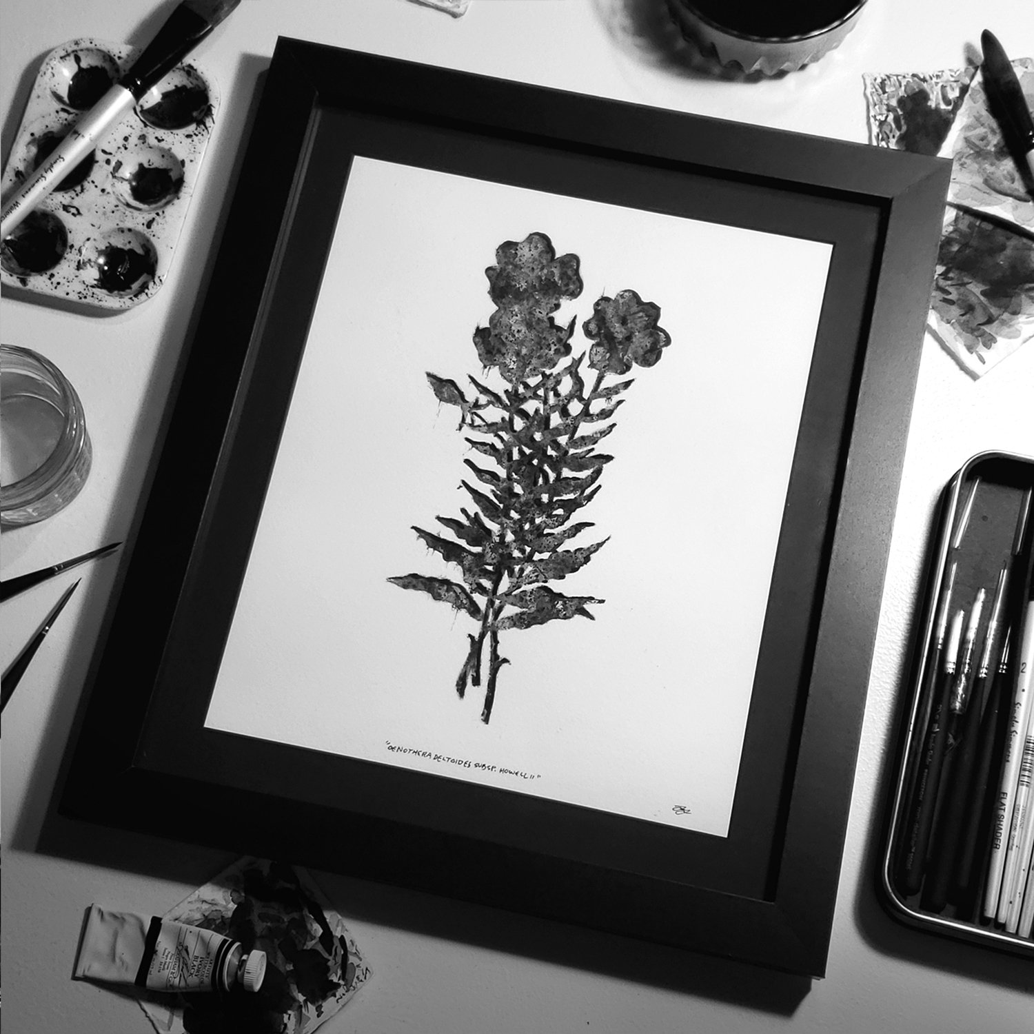 OENOTHERA DELTOIDES SUBSP. HOWELLII // PRINT