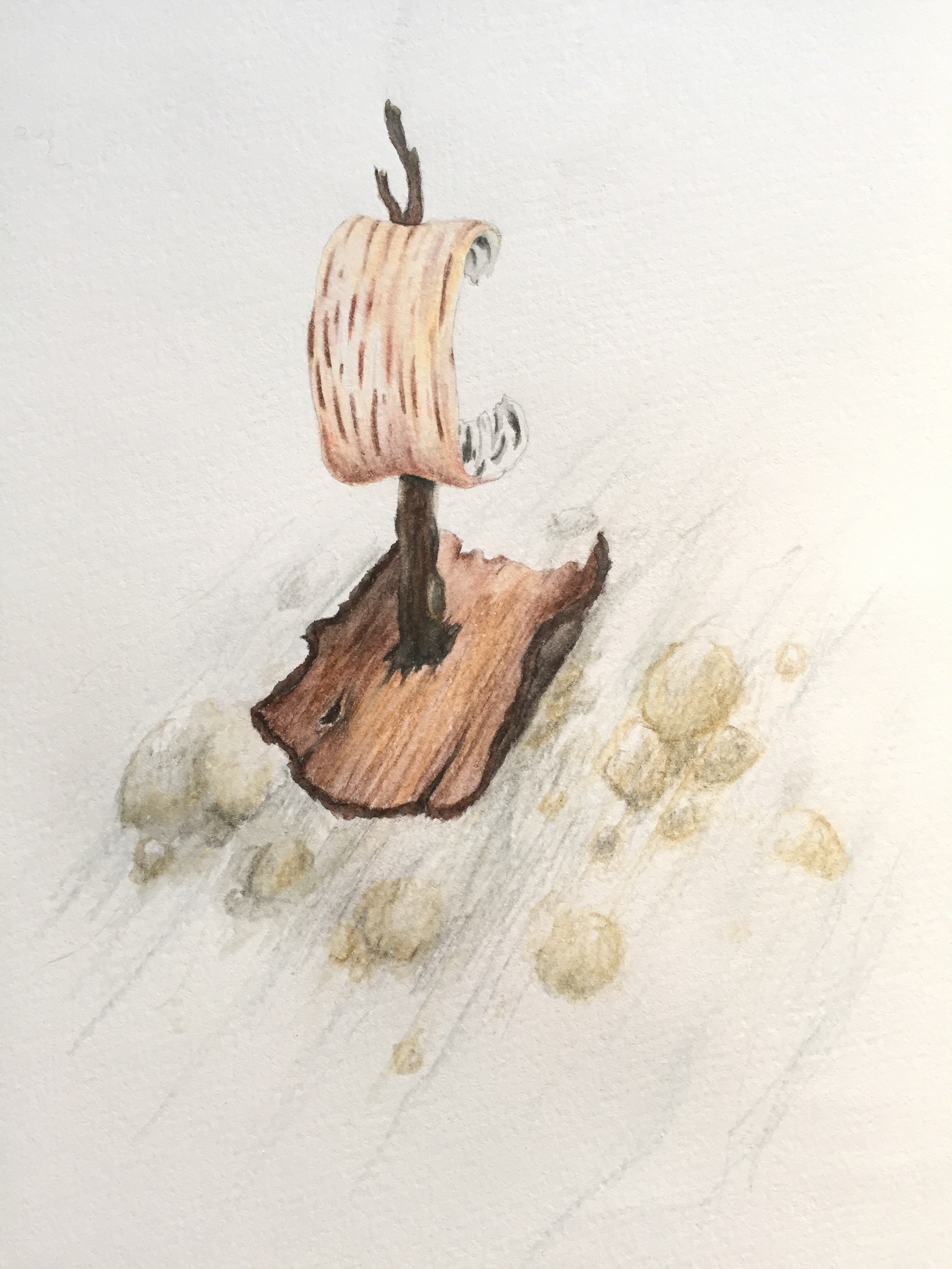   Never Båt (Birch Bark Boat)  Watercolor and colored pencil on paper 2015 
