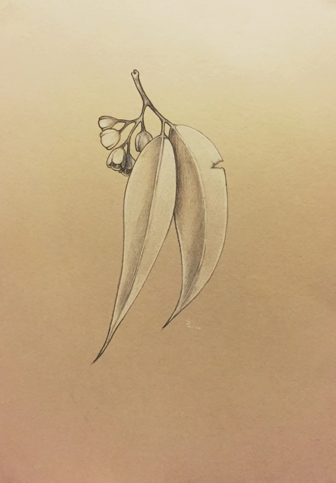   Coastal Mallee  Colored Pencil on grey paper 2016 