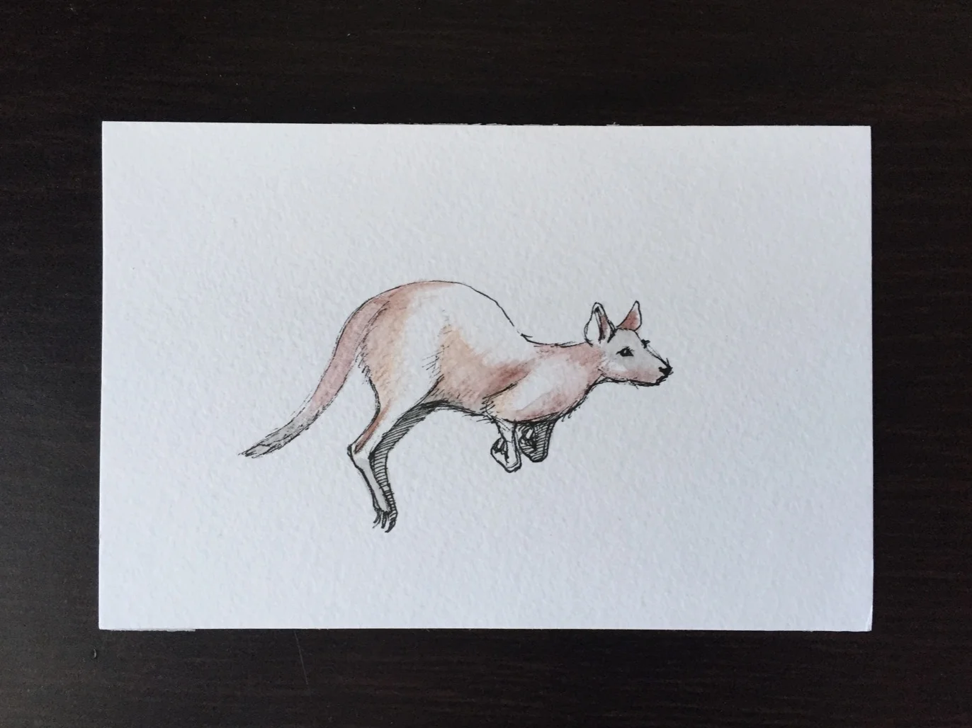   Kangaroo  Ink and watercolor on paper 2016 