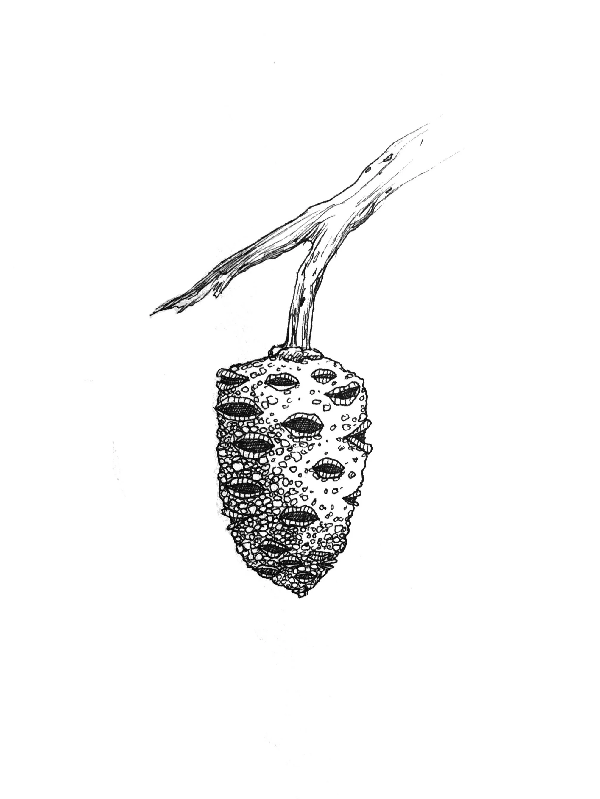 Banksia.jpg