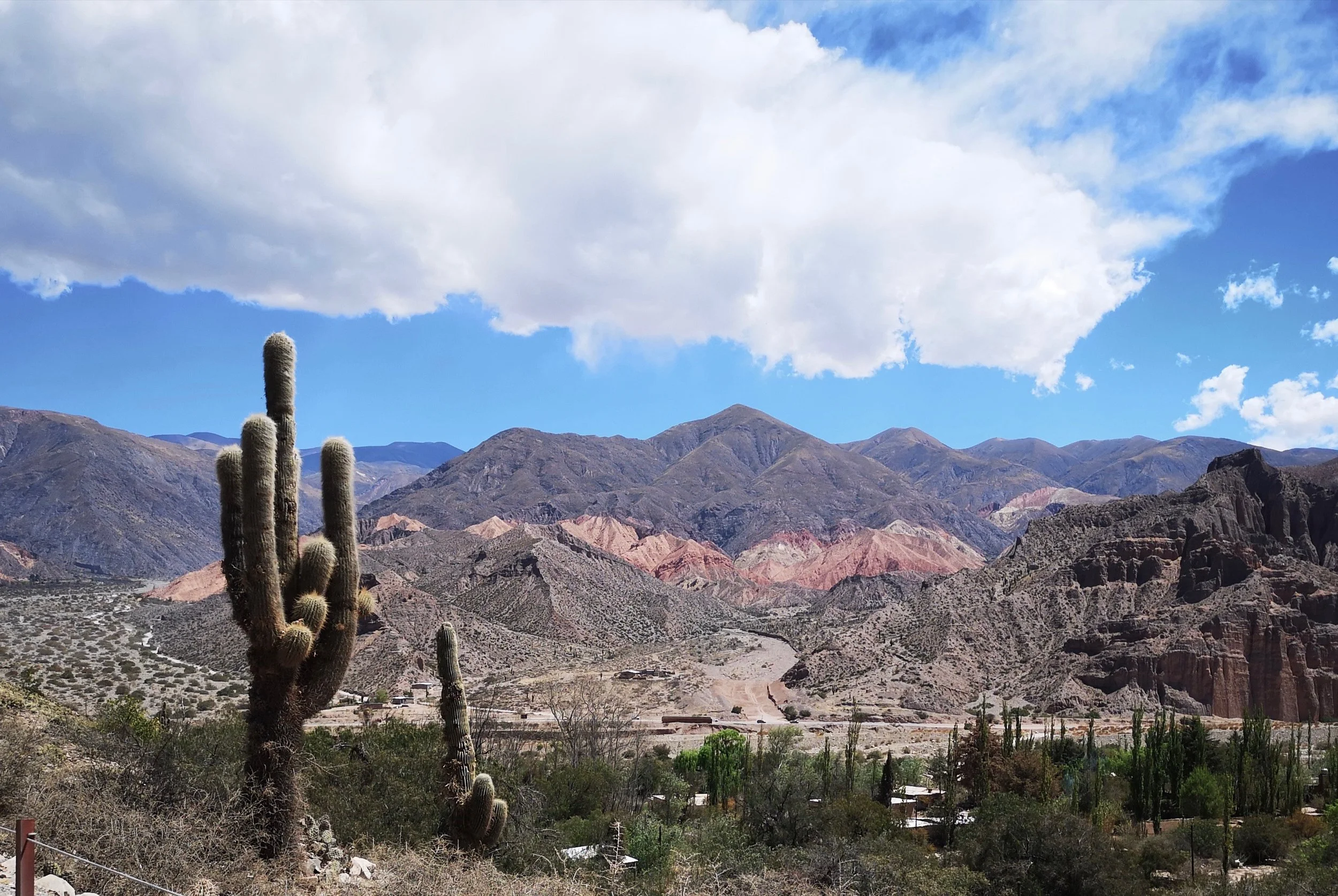 12a Cacti from Tilcari - The Grown Up Edit.jpg