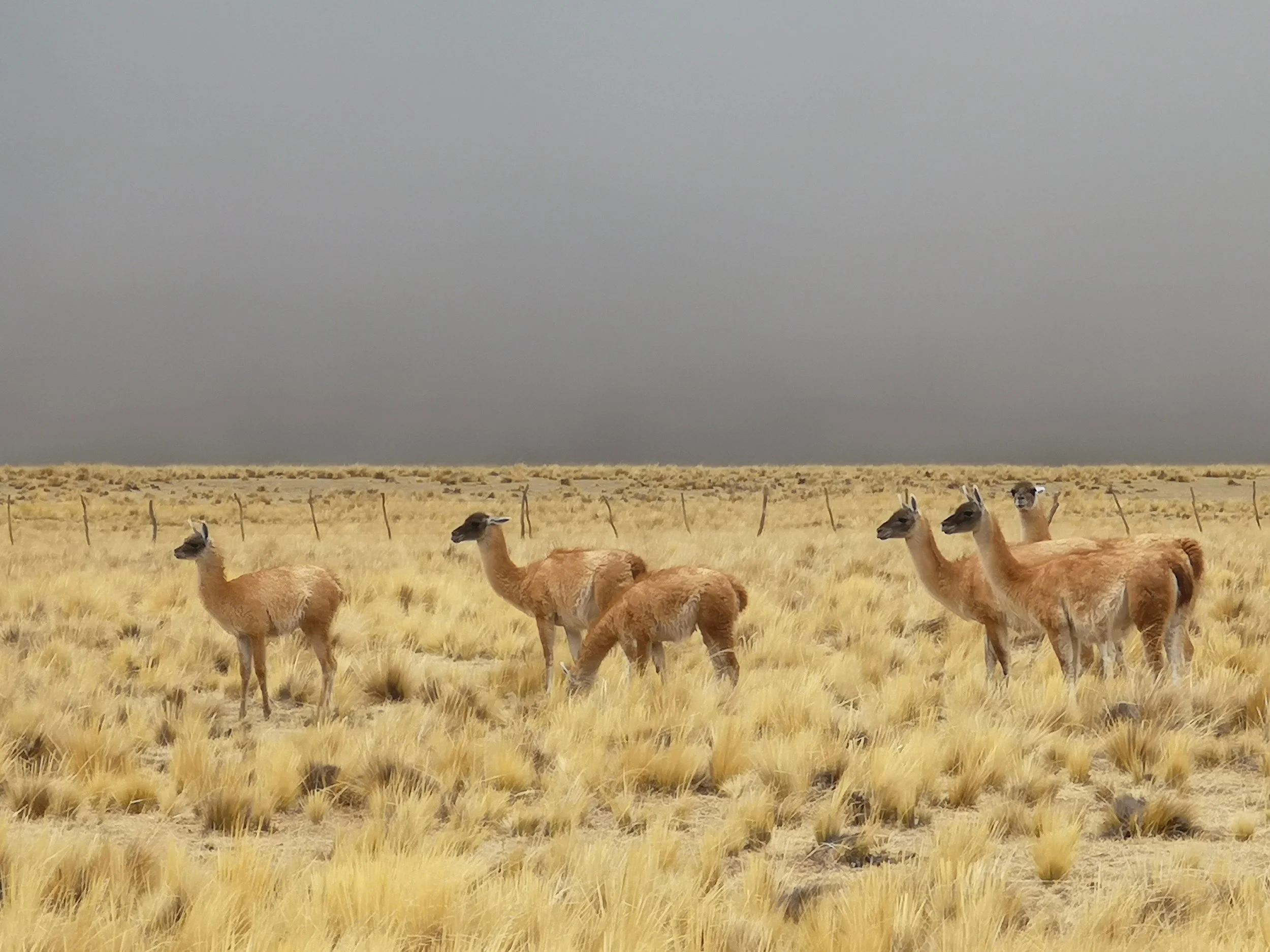 23a. Vicunas on the plain - The Grown Up Edit.jpg