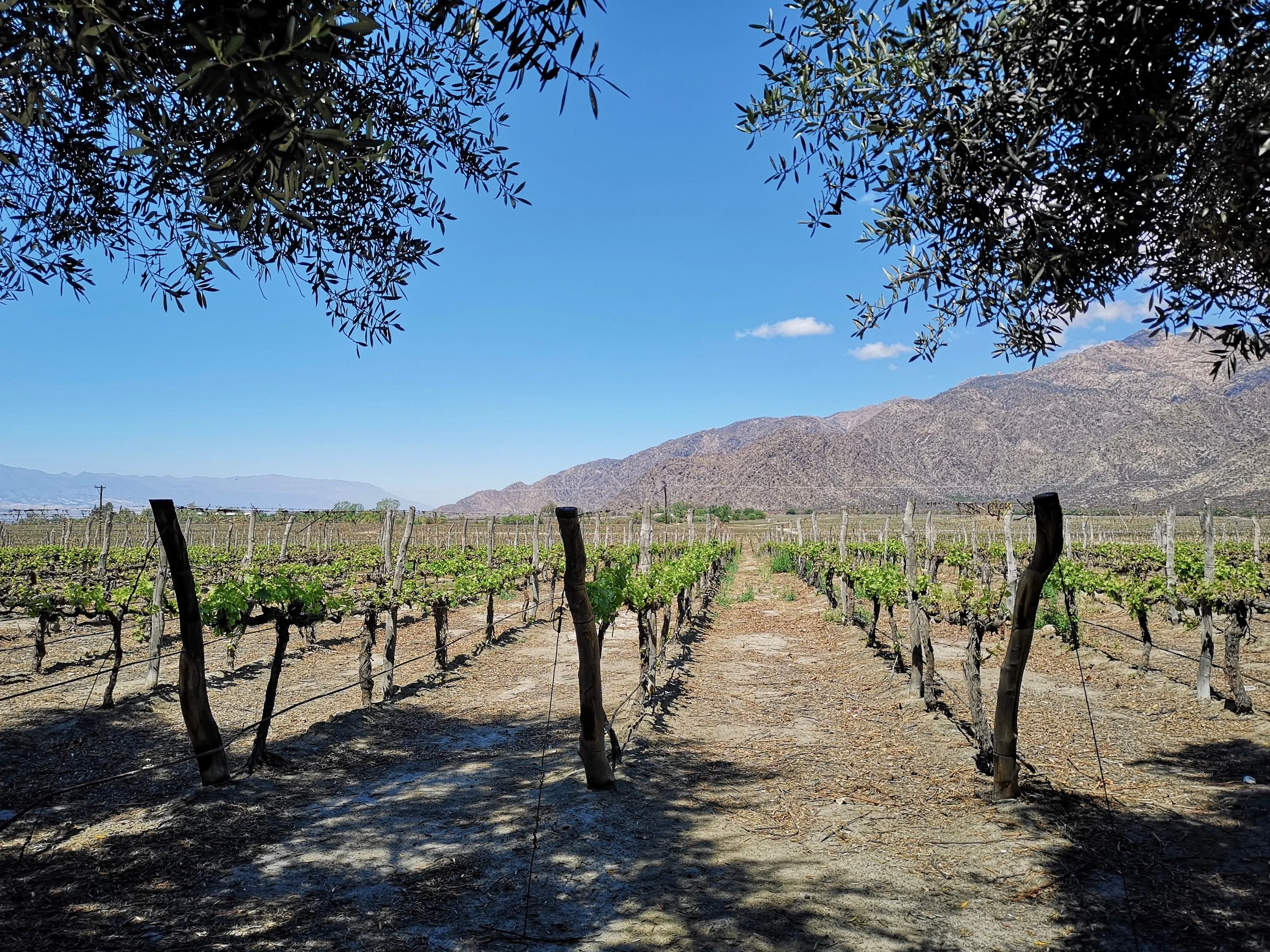 46 Vines at Grace Cafayate - The Grown Up Edit.jpg