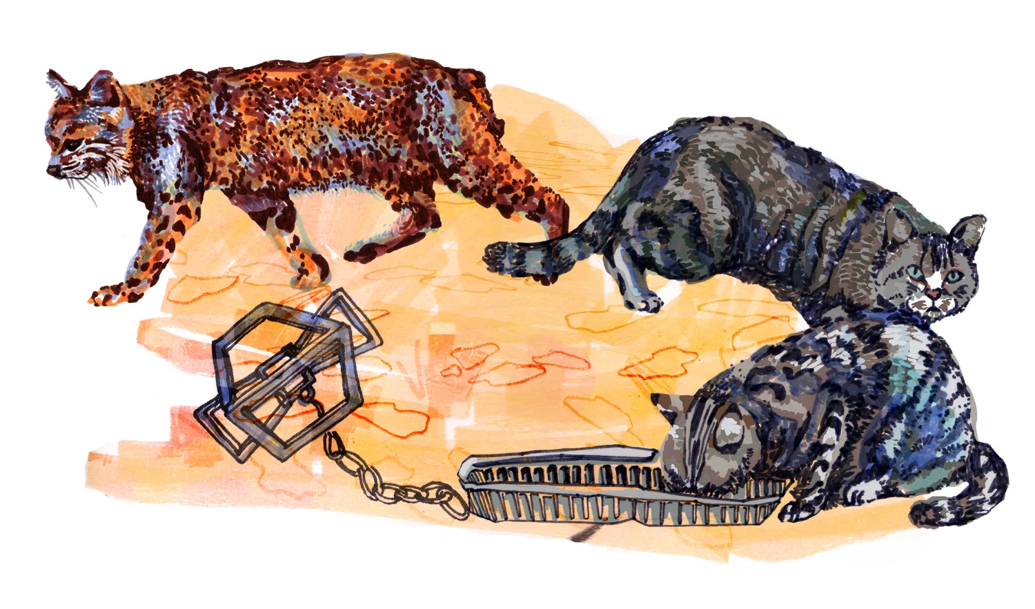 cats1.jpg