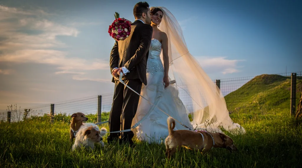 WEDDING DOG SITTER