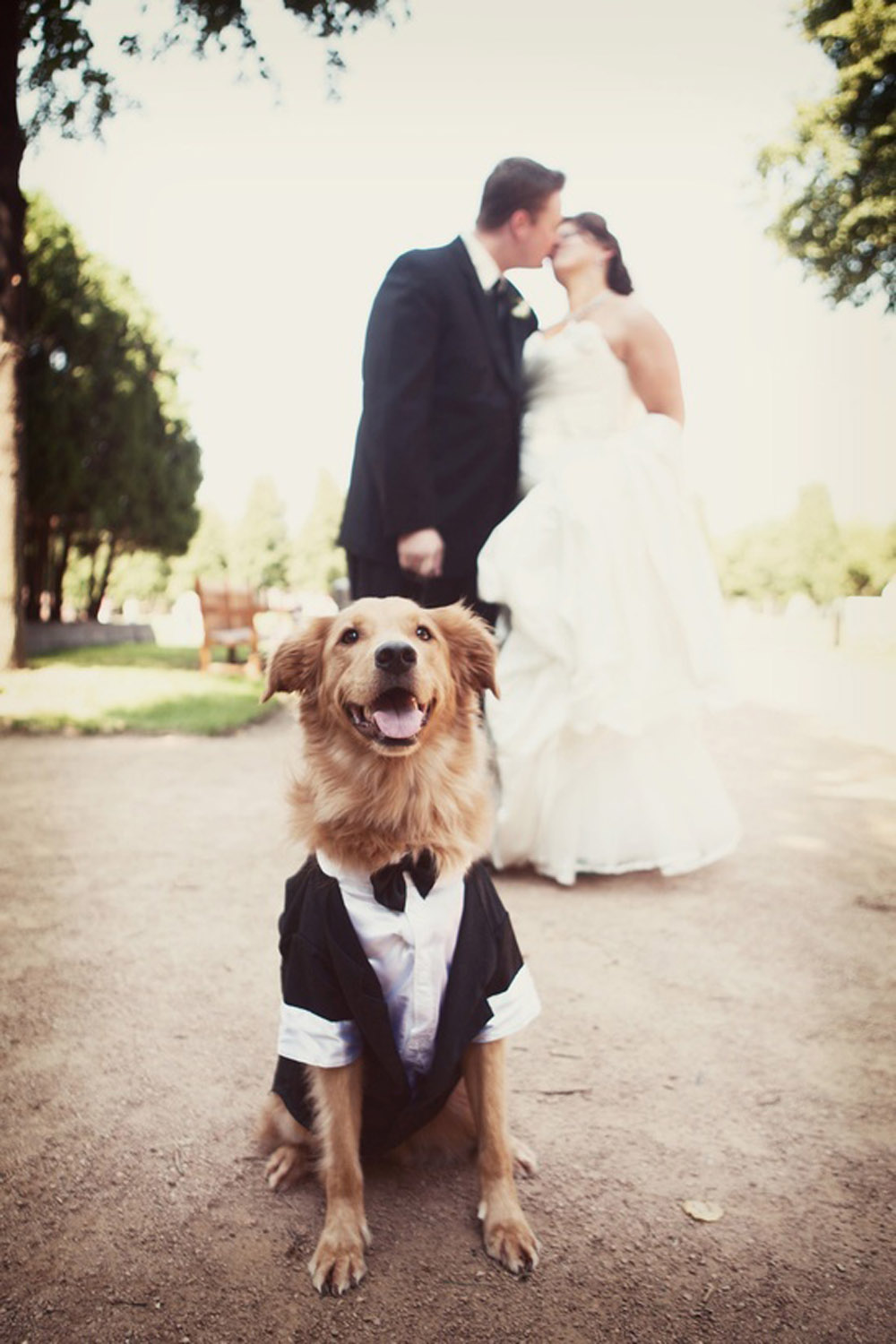 WEDDING DOG