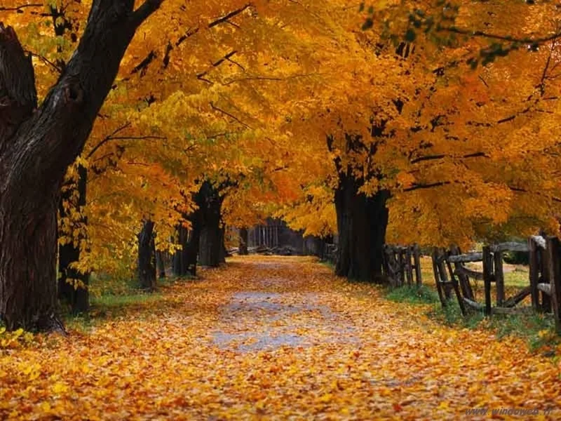 NOVEMBRE