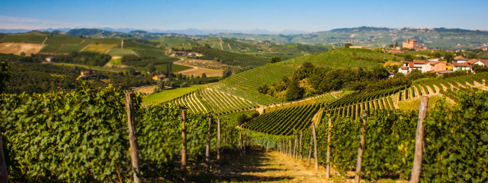 langhe e roero cuneo piemonte vigne.jpg