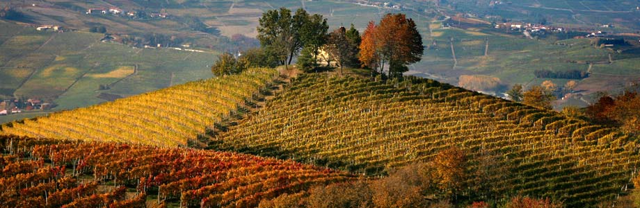 langhe e roero territorio piemonte tartufo bianco alba.jpg