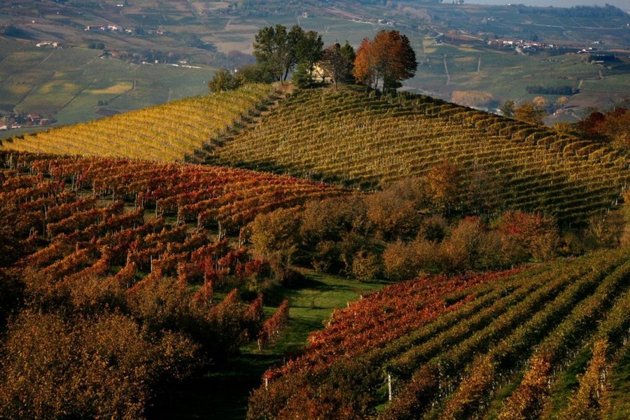 langhe e roero cuneo piemonte.jpg