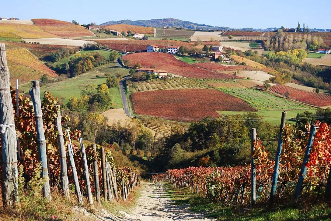 langhe e roero patrimonio unesco piemonte luoghi da visitare lonely planet vigneti.jpg