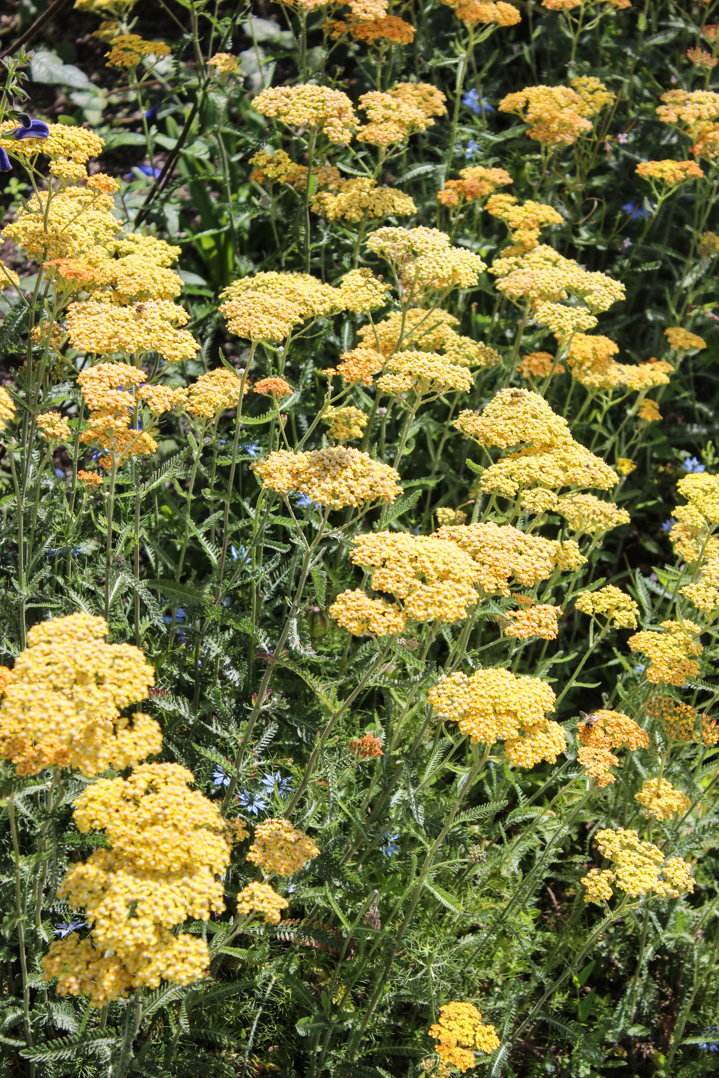 Yarrow - Achillea millefolium