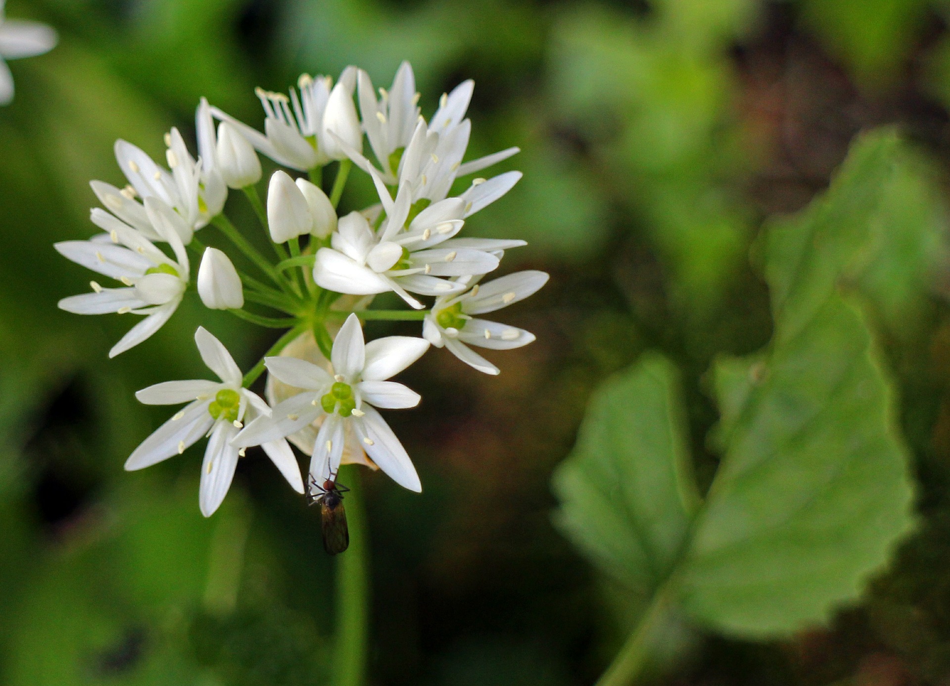Wild Garlic, Ramson's - Allium ursinum