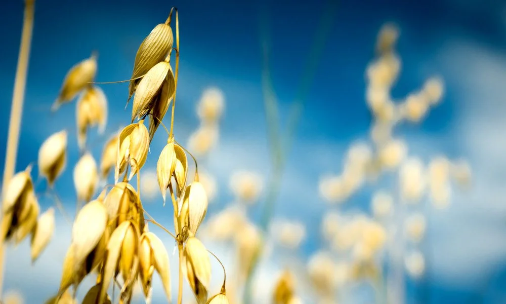 Oat seeds blowing in the wind