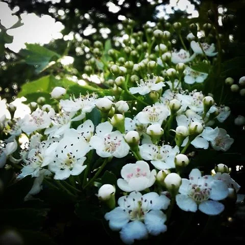 Hawthorn flowers bloom in late April/May