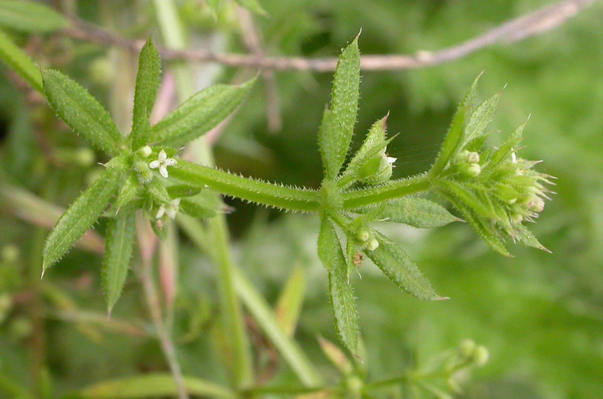 Gallium aparine (Cleavers)