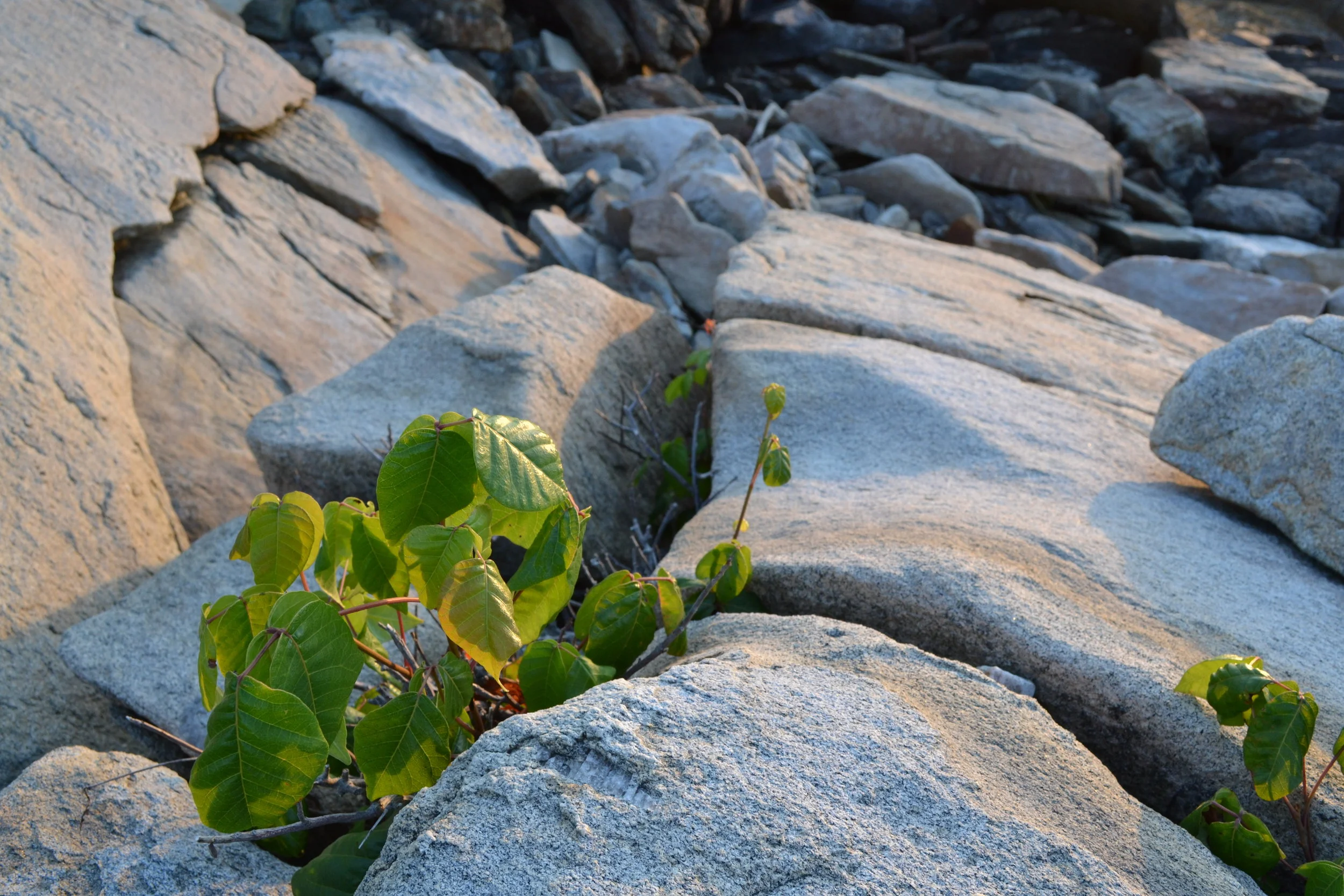 For better or worse, Poison Ivy exemplifies resilience!
