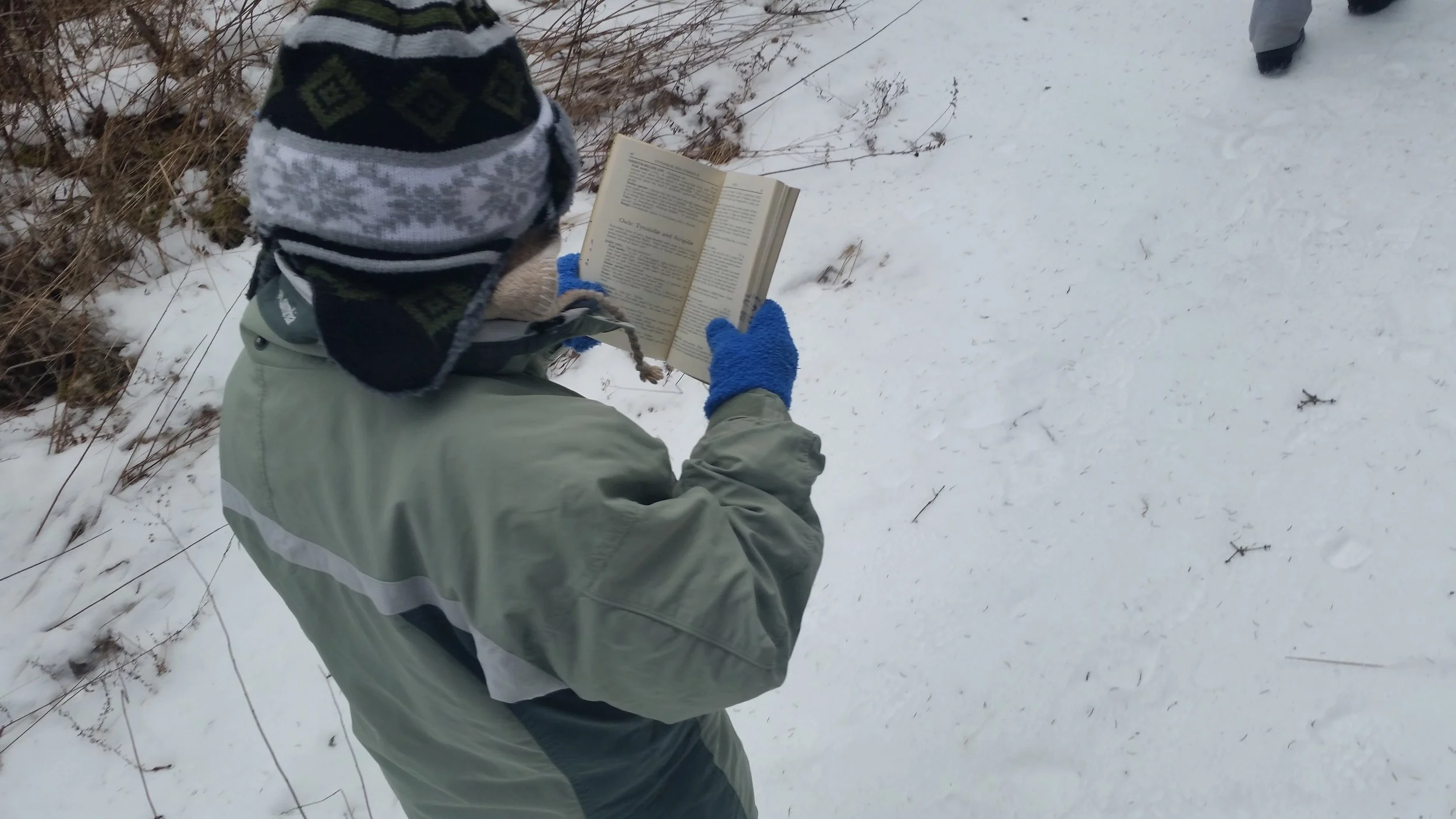 Using a field guide to identify and learn more about birds